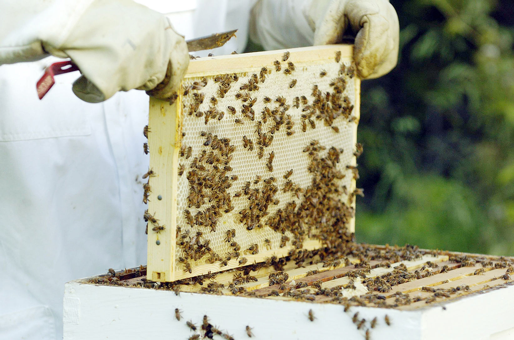 Bees and hive